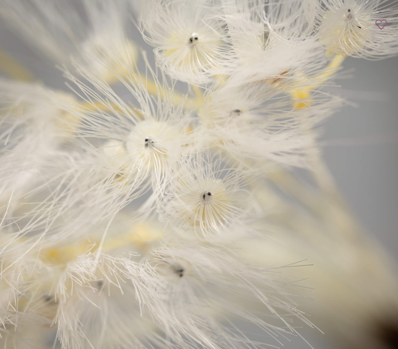 WISPY WHITE PUFF DANDELION