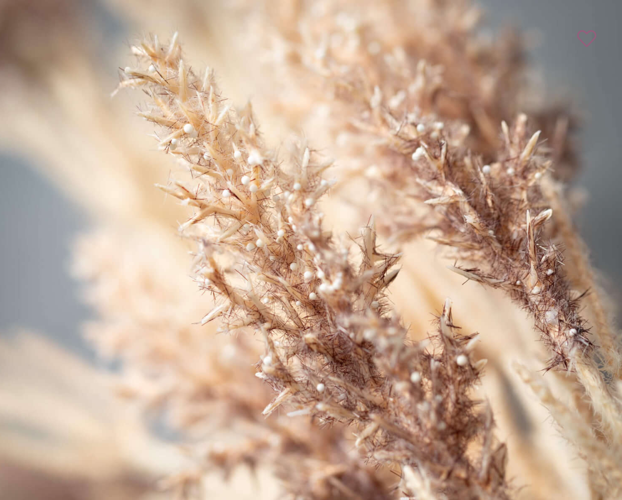 NEUTRAL GRASSY SORGHUM SPRAY