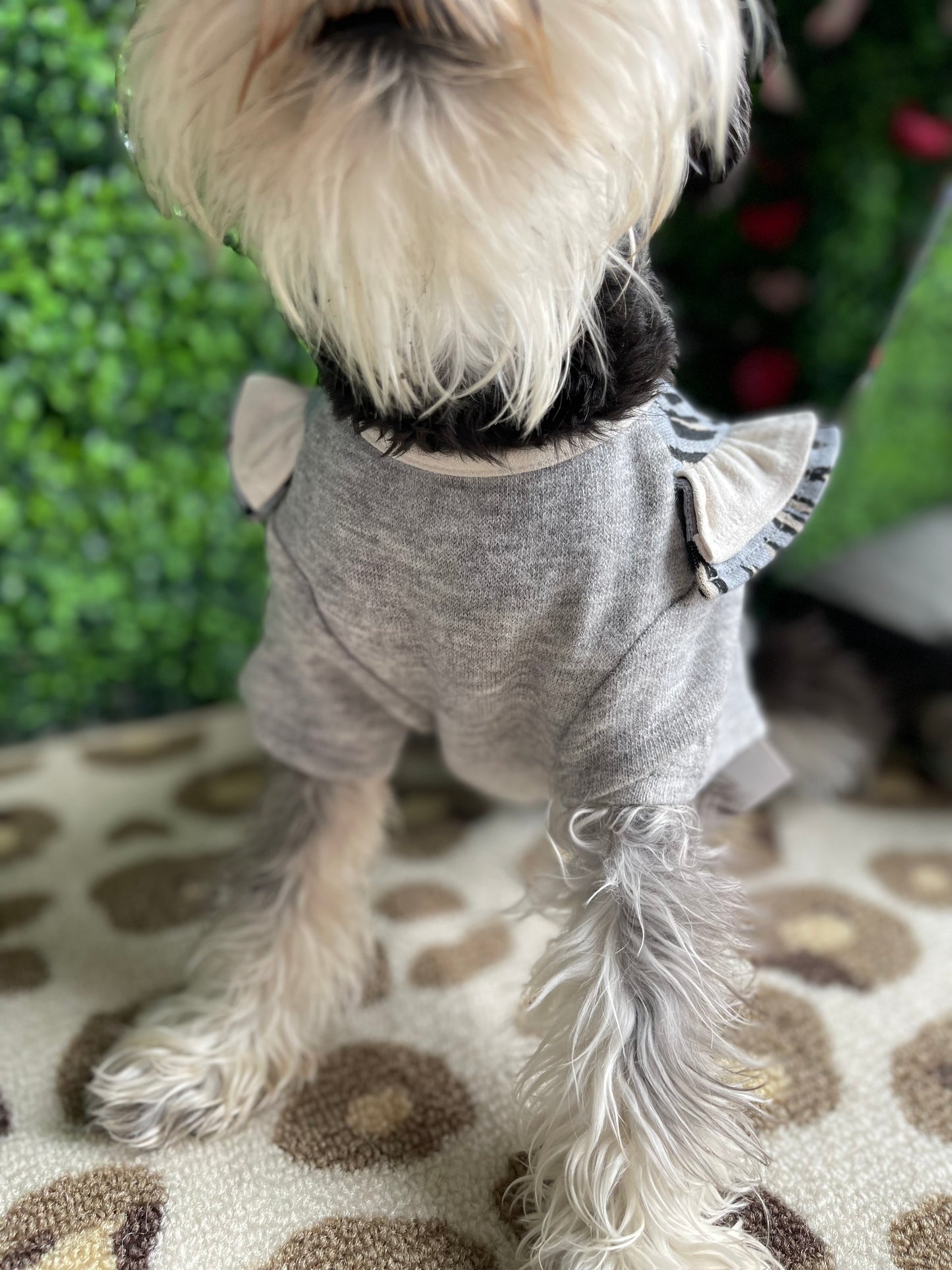 Pup 3