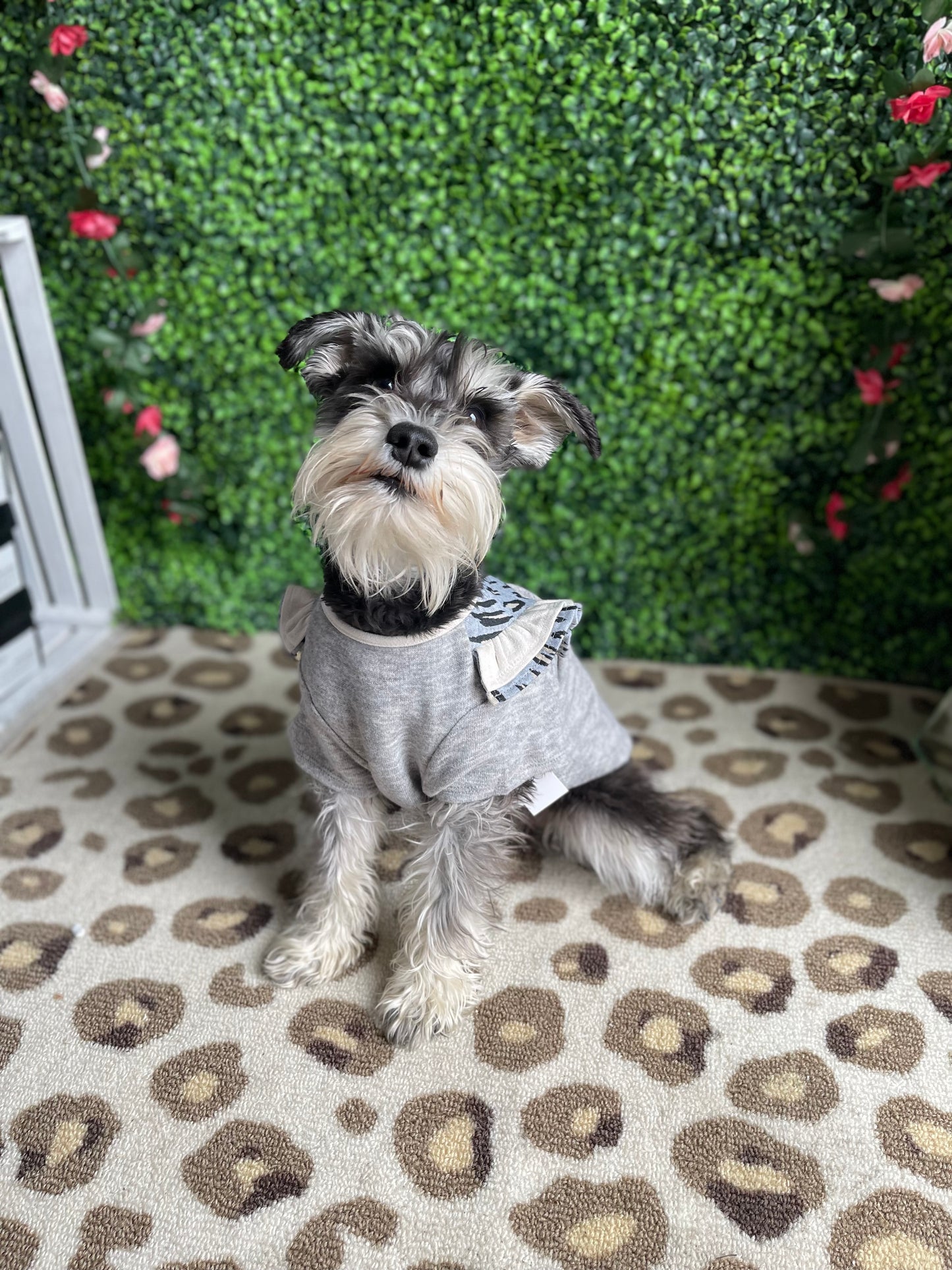 Pup 3