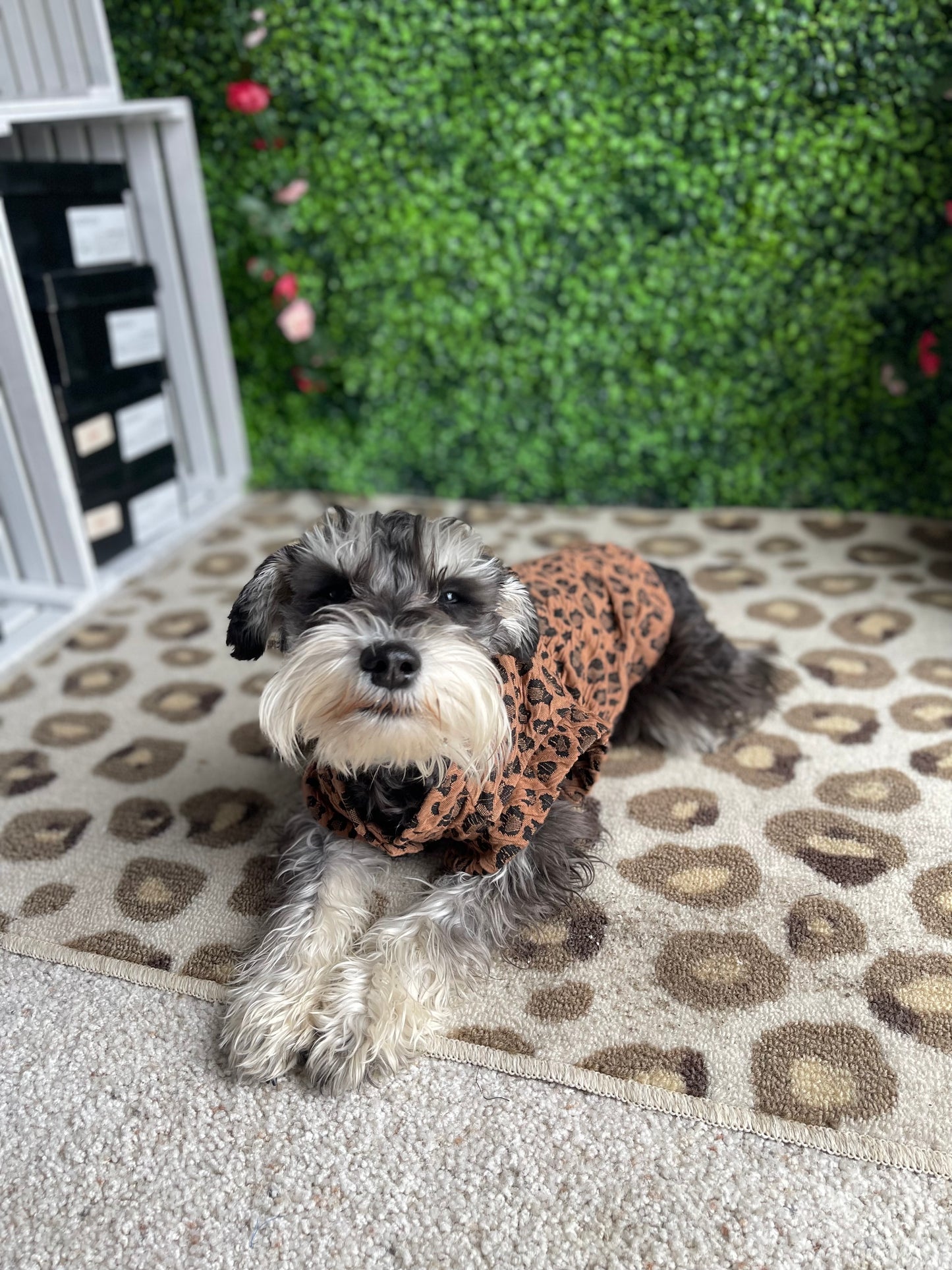 Pup 1