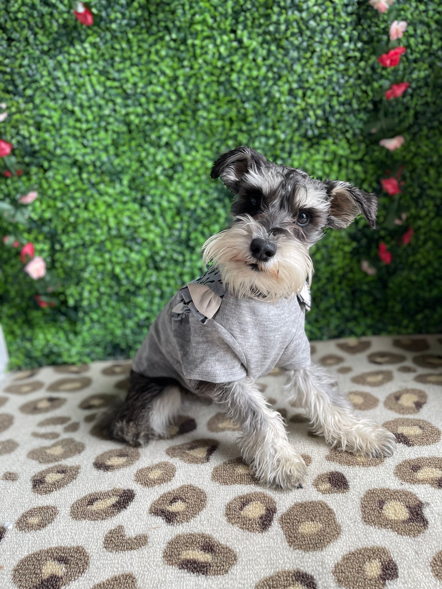Pup 3